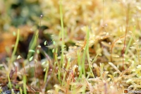 Utricularia praelonga -- Wasserschlauch